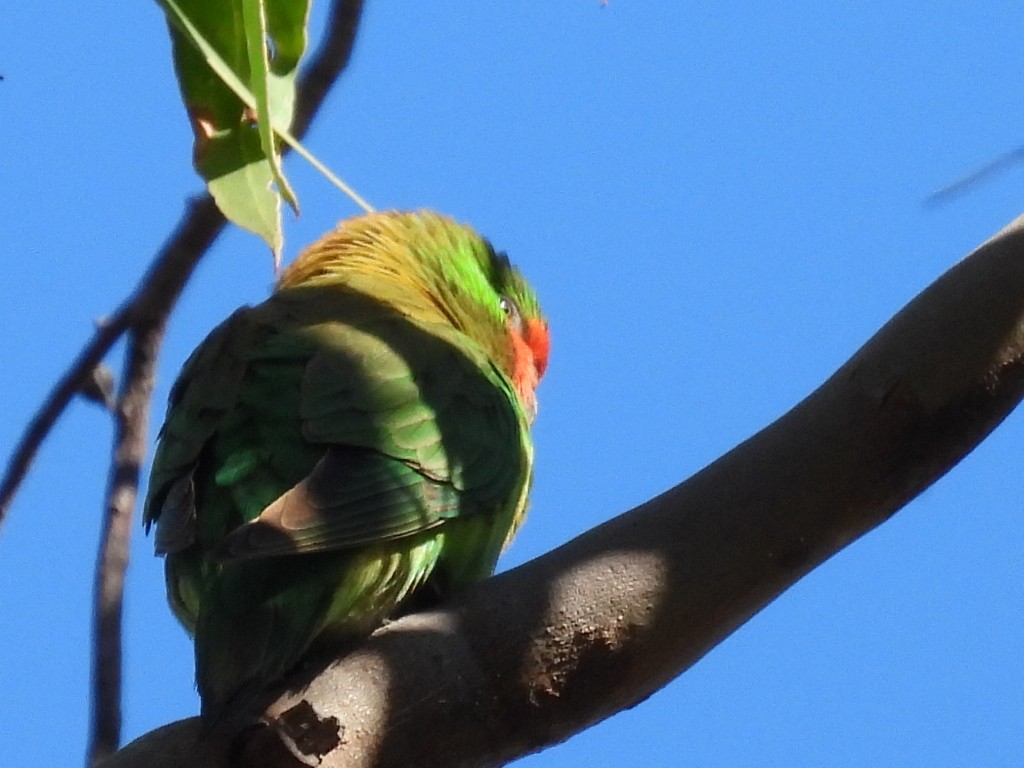 ヒメジャコウインコ - ML620627695