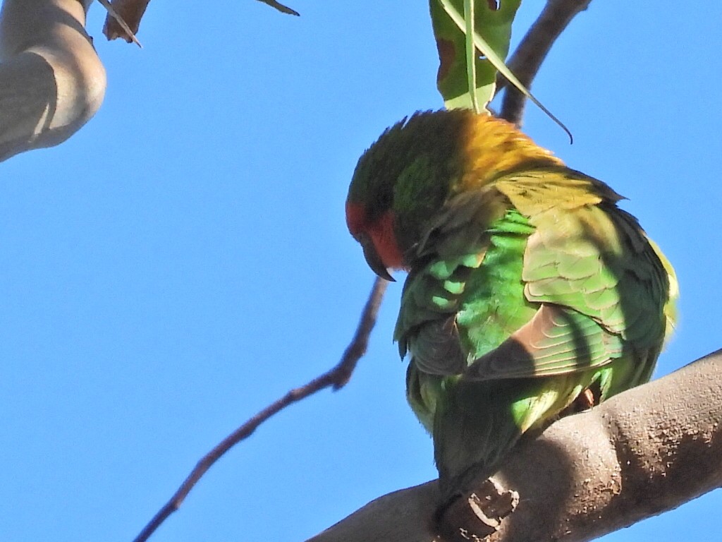 ヒメジャコウインコ - ML620627696