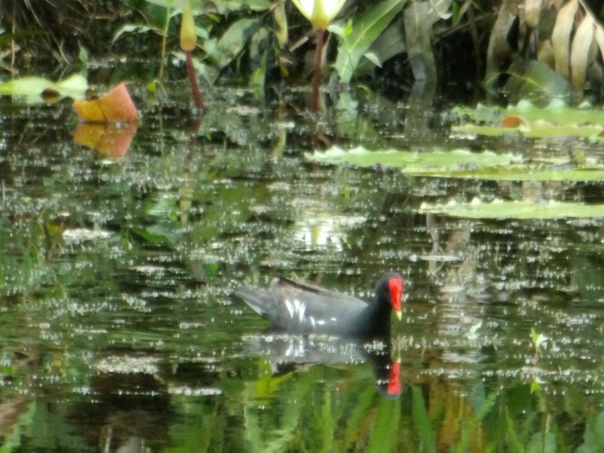 Common Gallinule - ML620627698