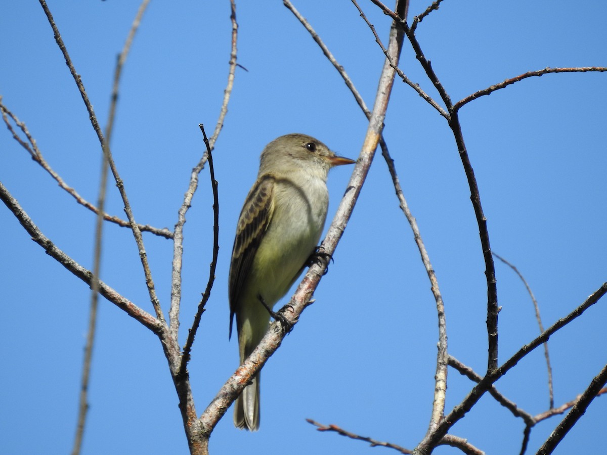 Willow Flycatcher - ML620627699