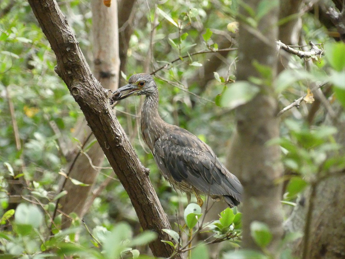 Limpkin - ML620627700