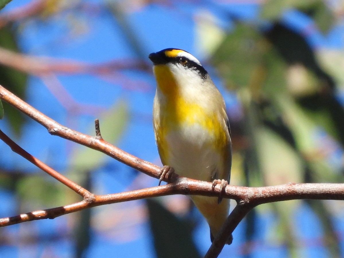 Pardalote à point jaune - ML620627702