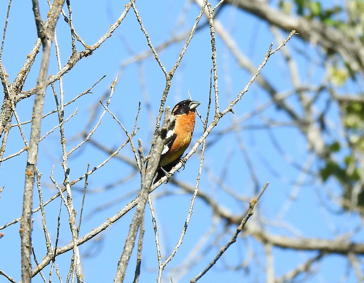 Black-headed Grosbeak - ML620627705