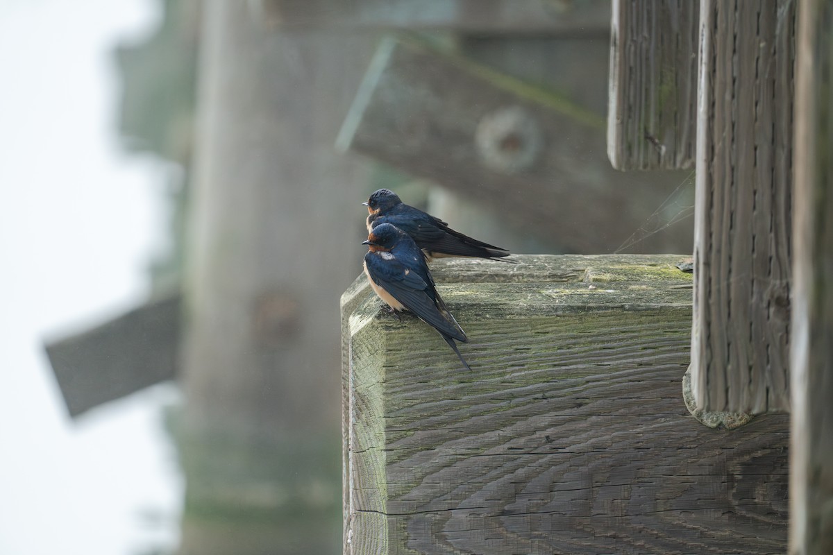 Barn Swallow - ML620627708