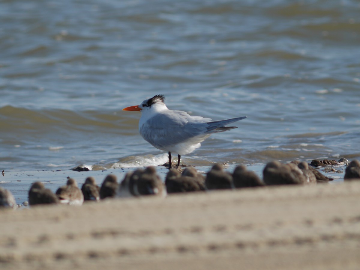 Royal Tern - ML620627709