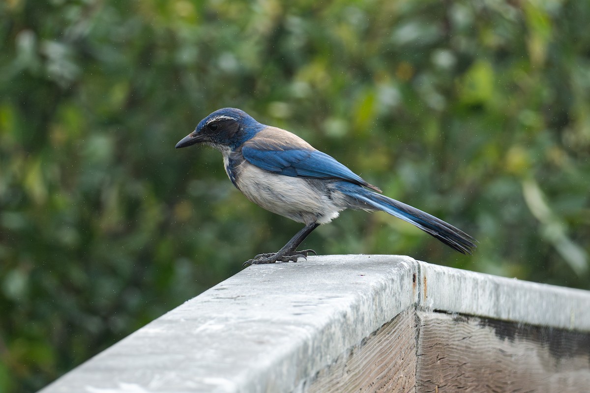 California Scrub-Jay - ML620627710