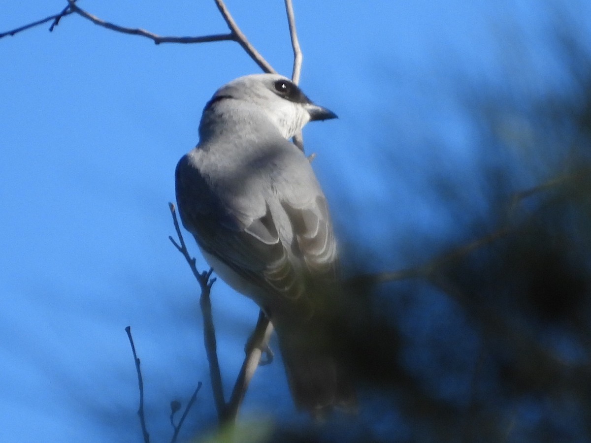 White-bellied Cuckooshrike - ML620627711