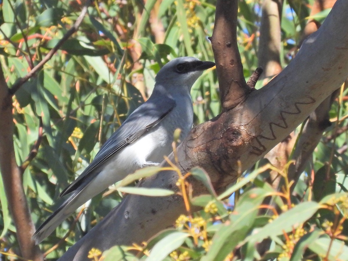 White-bellied Cuckooshrike - ML620627712