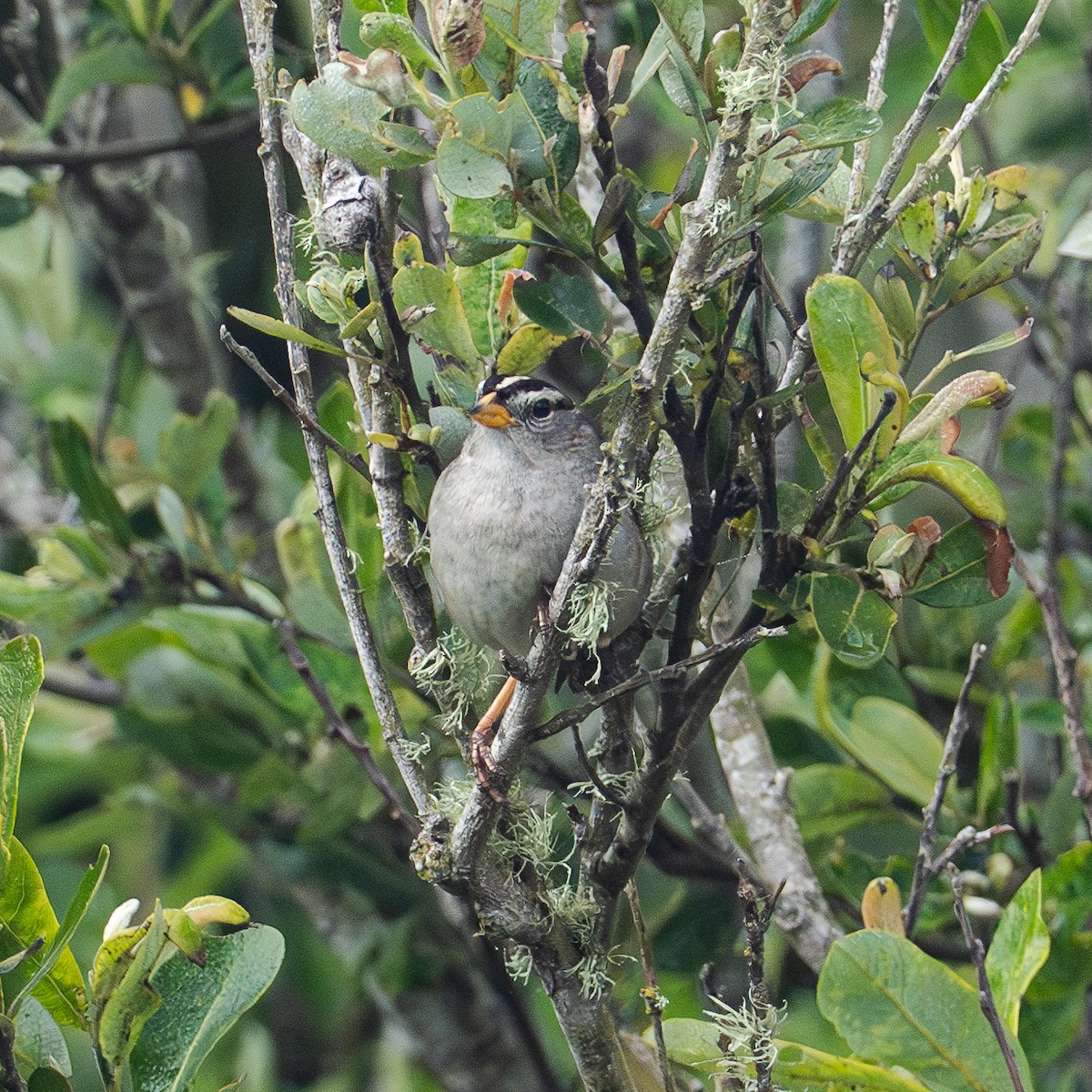 White-crowned Sparrow - ML620627713