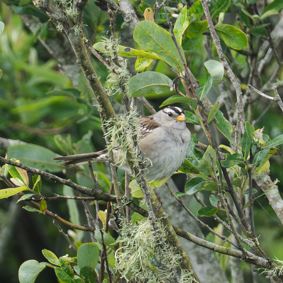 White-crowned Sparrow - ML620627714