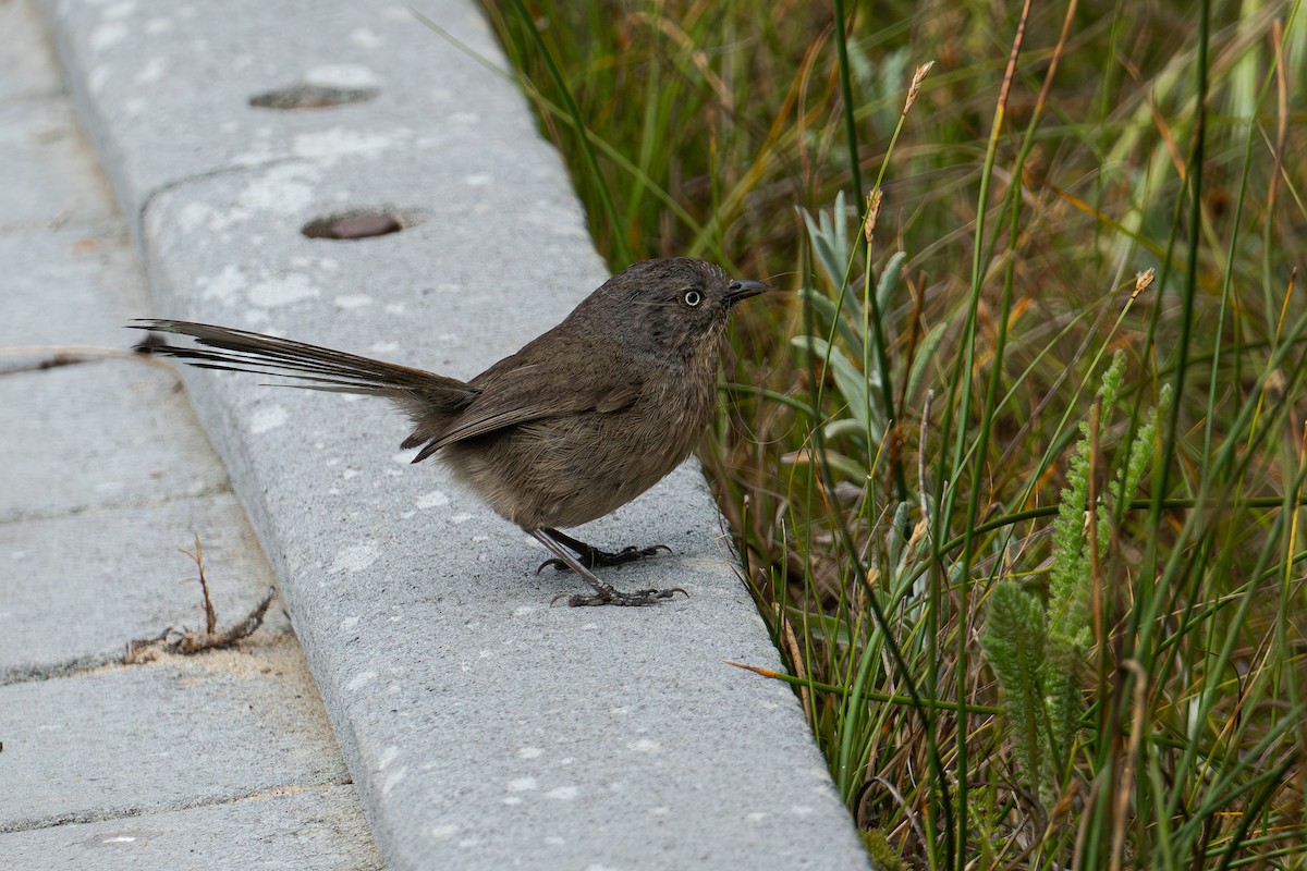 Wrentit - ML620627715