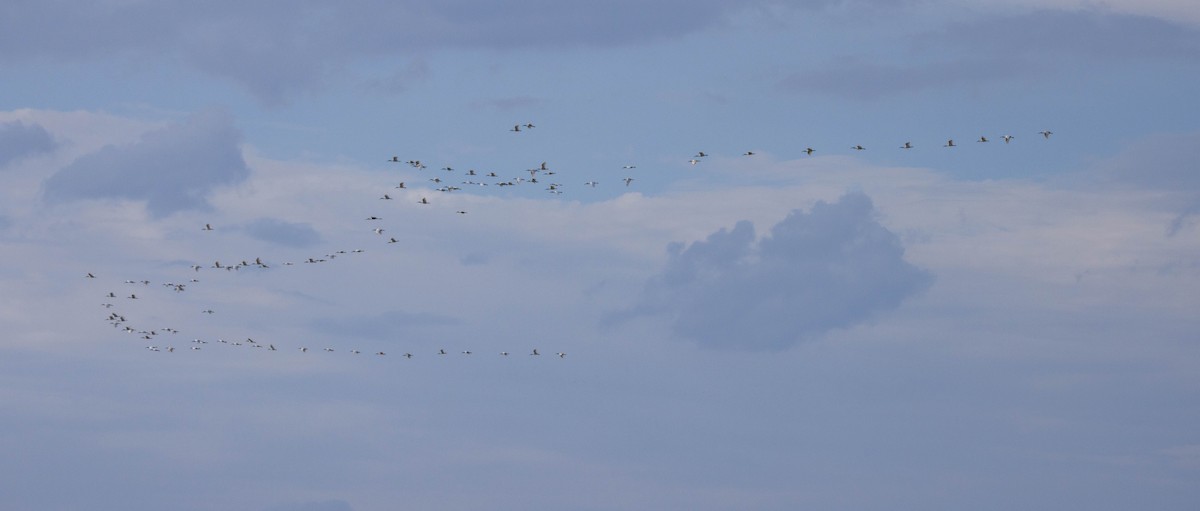 Black-headed Ibis - Shajan Shaki