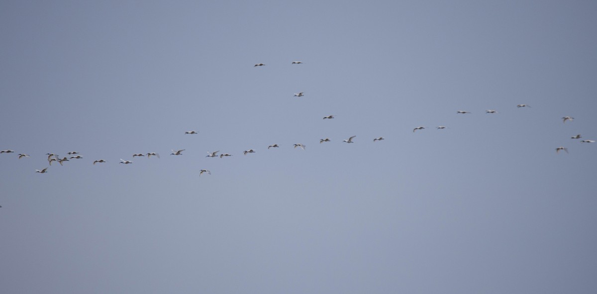 Black-headed Ibis - ML620627718