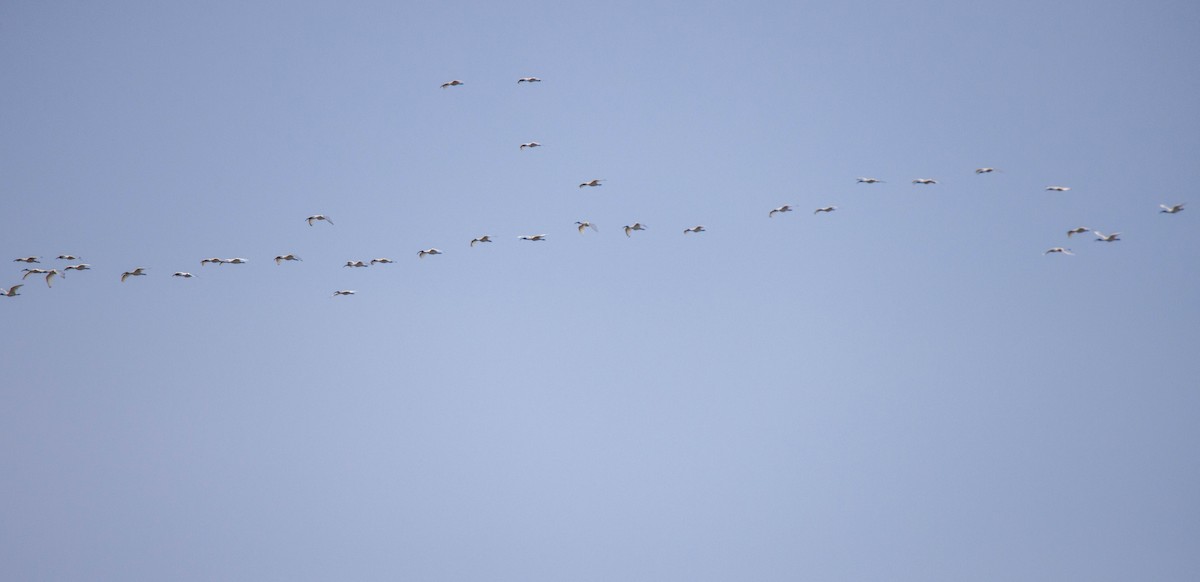 Black-headed Ibis - ML620627721