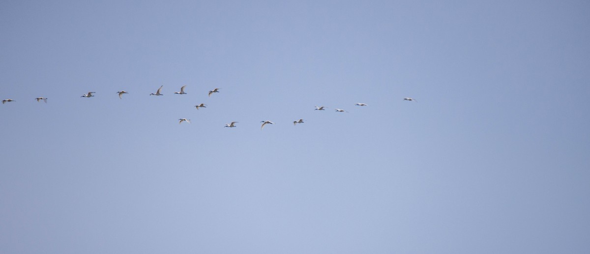 Black-headed Ibis - ML620627722