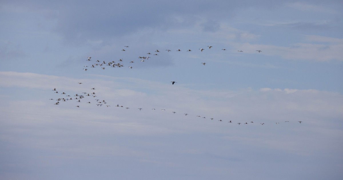 Black-headed Ibis - ML620627723