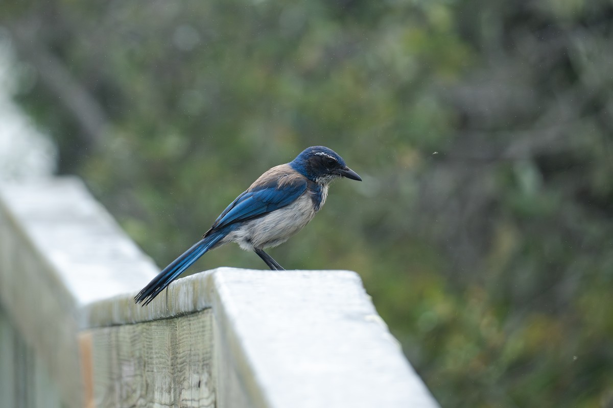 California Scrub-Jay - ML620627724