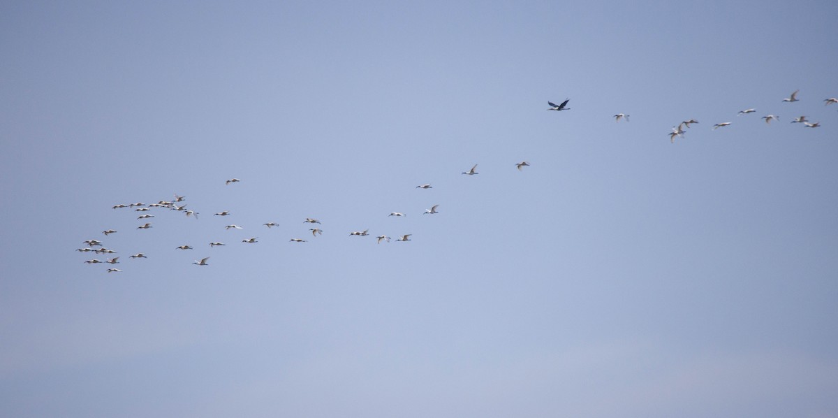 Black-headed Ibis - ML620627725