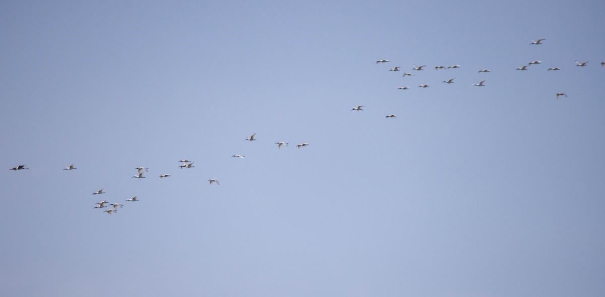 Black-headed Ibis - ML620627726