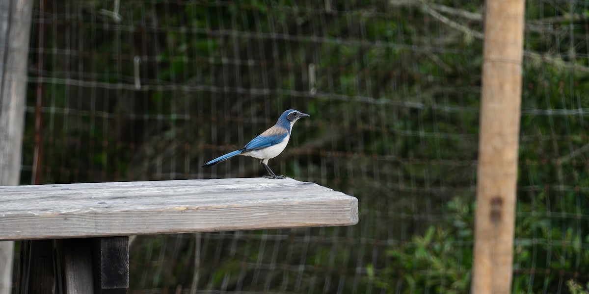 California Scrub-Jay - ML620627727