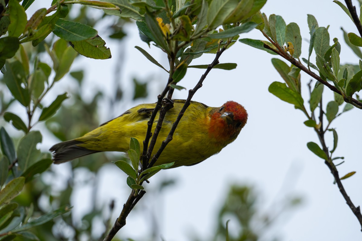 Western Tanager - ML620627728