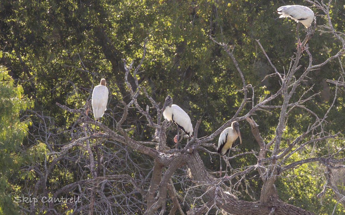 Wood Stork - ML620627729