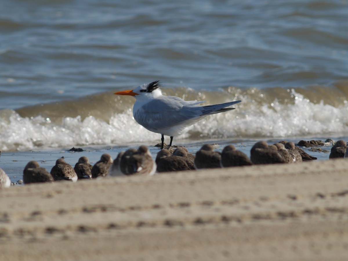 Royal Tern - ML620627730