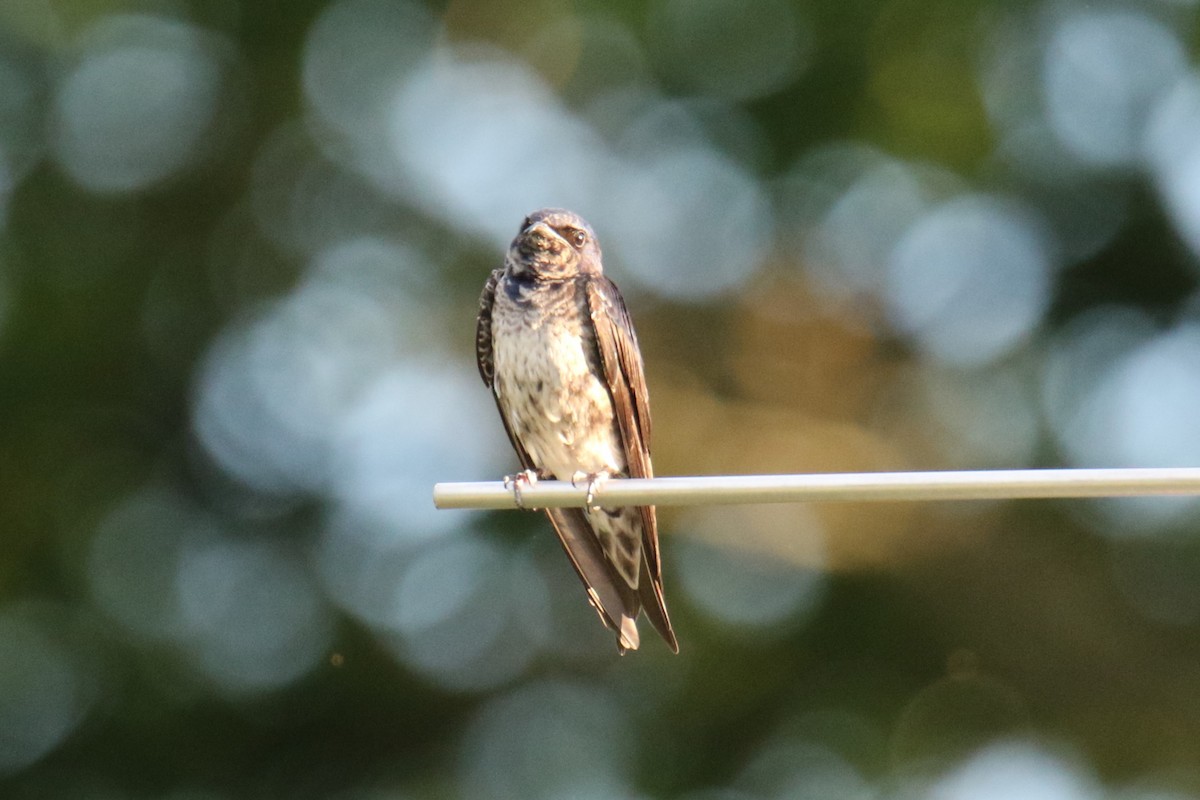 Purple Martin - ML620627731