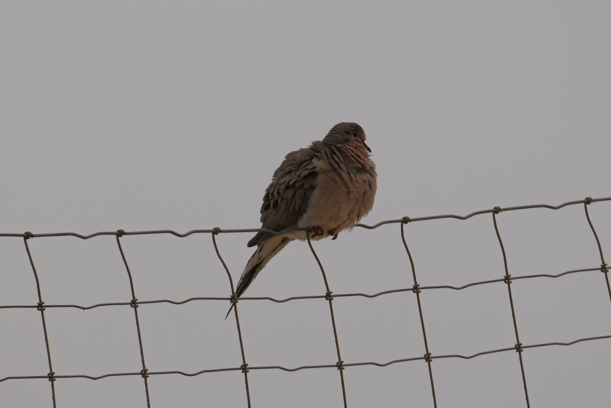 Mourning Dove - ML620627735