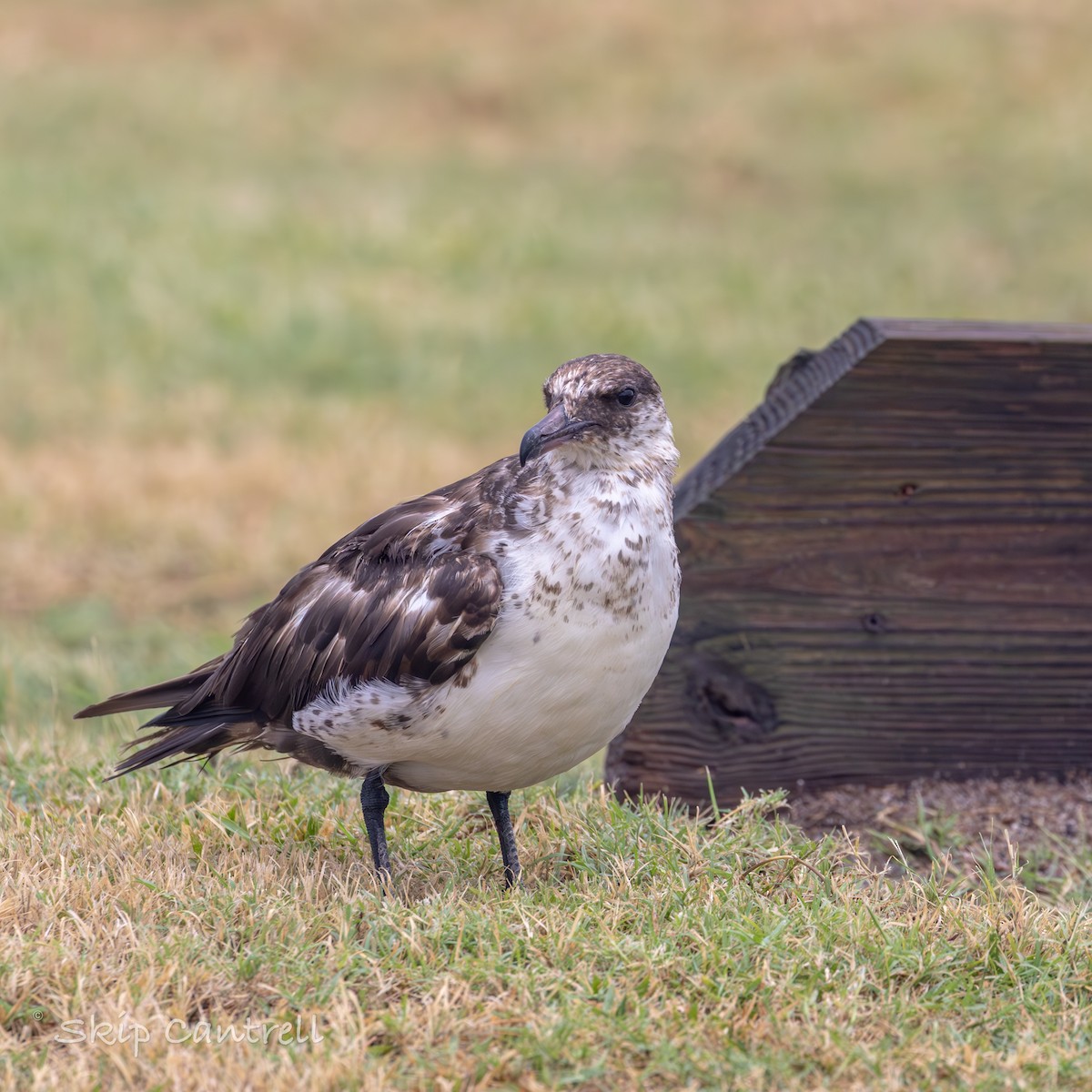 Págalo Pomarino - ML620627736