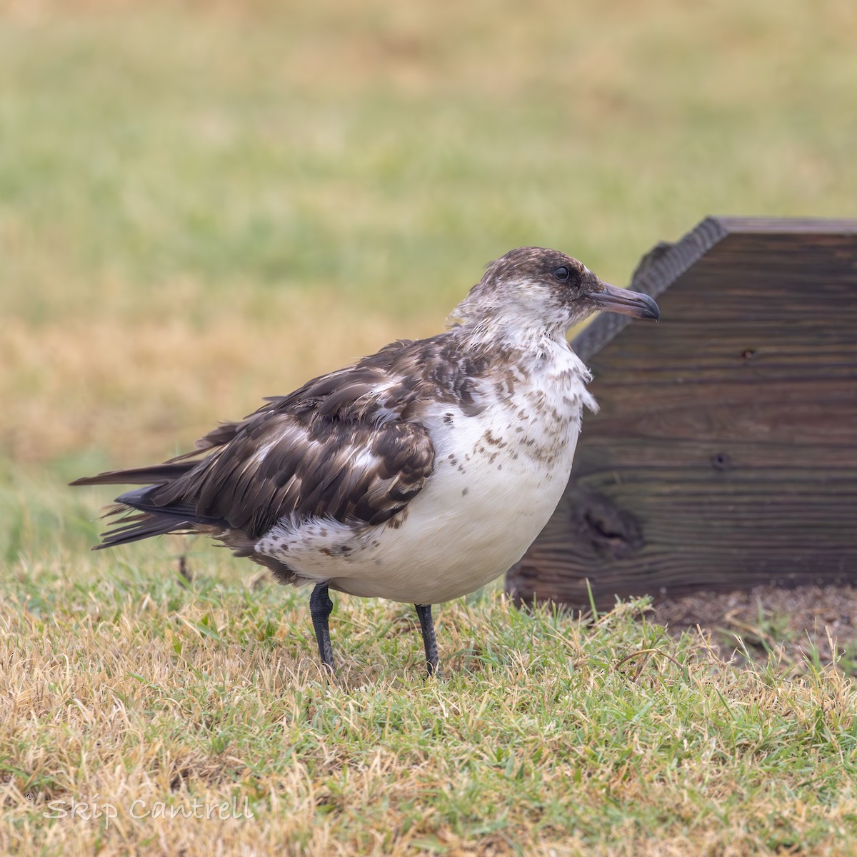 Págalo Pomarino - ML620627737