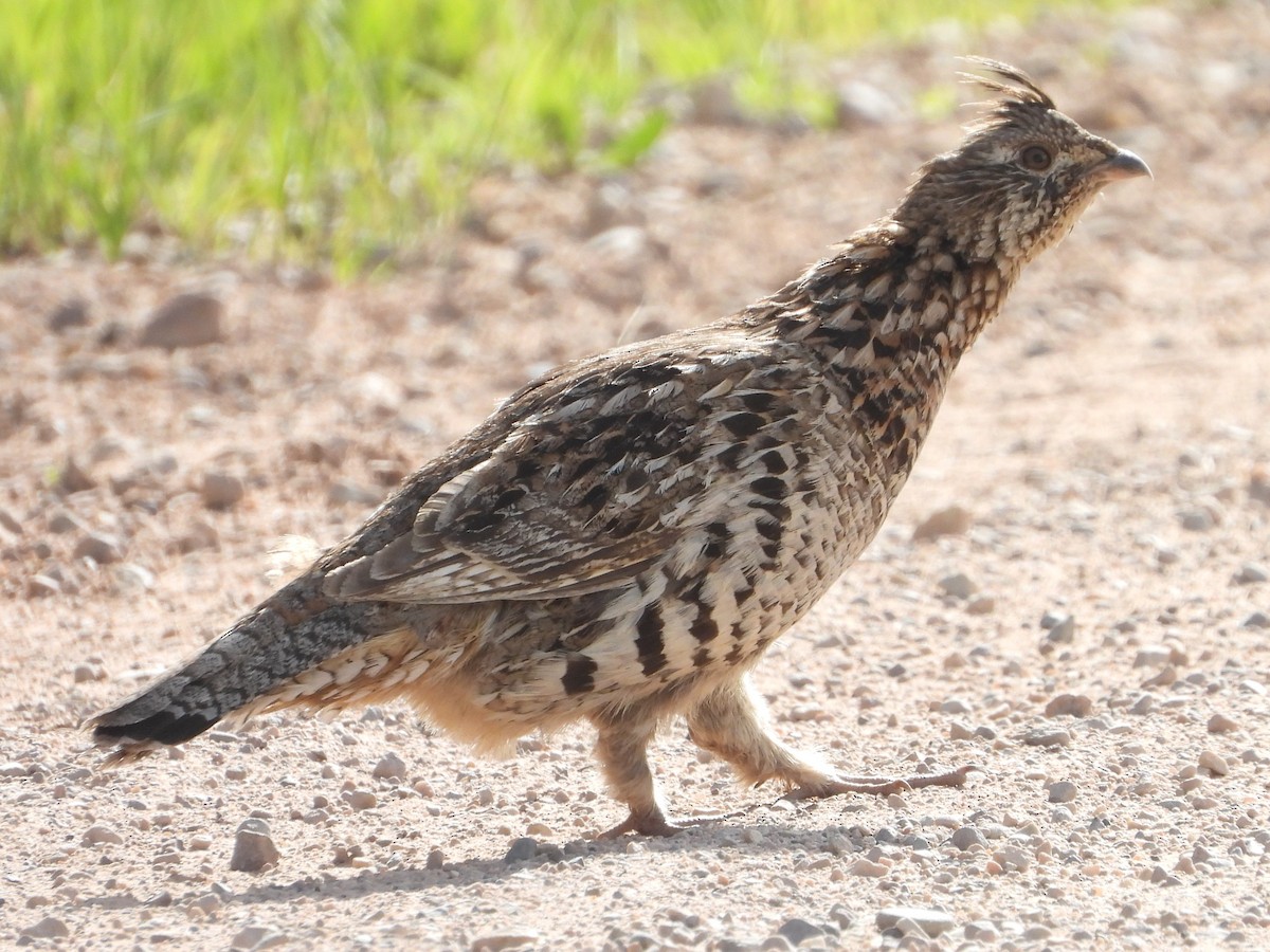 Ruffed Grouse - ML620627742