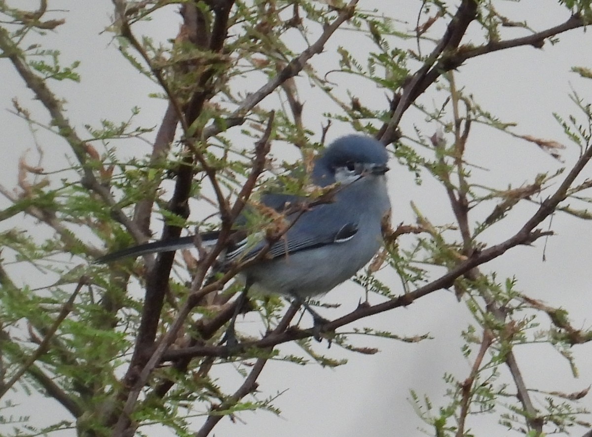 Masked Gnatcatcher - ML620627743