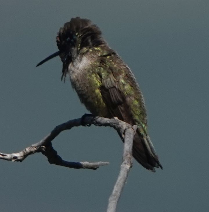 Costa's Hummingbird - ML620627746