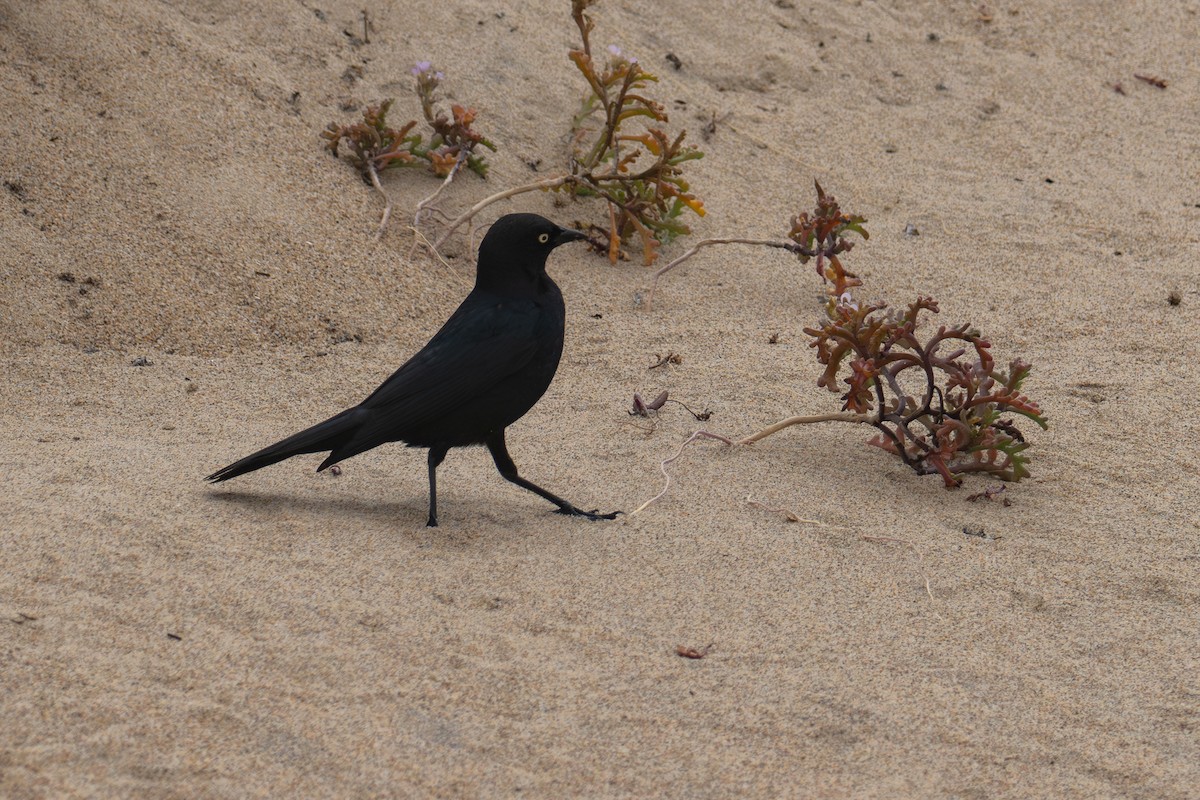 Brewer's Blackbird - ML620627748