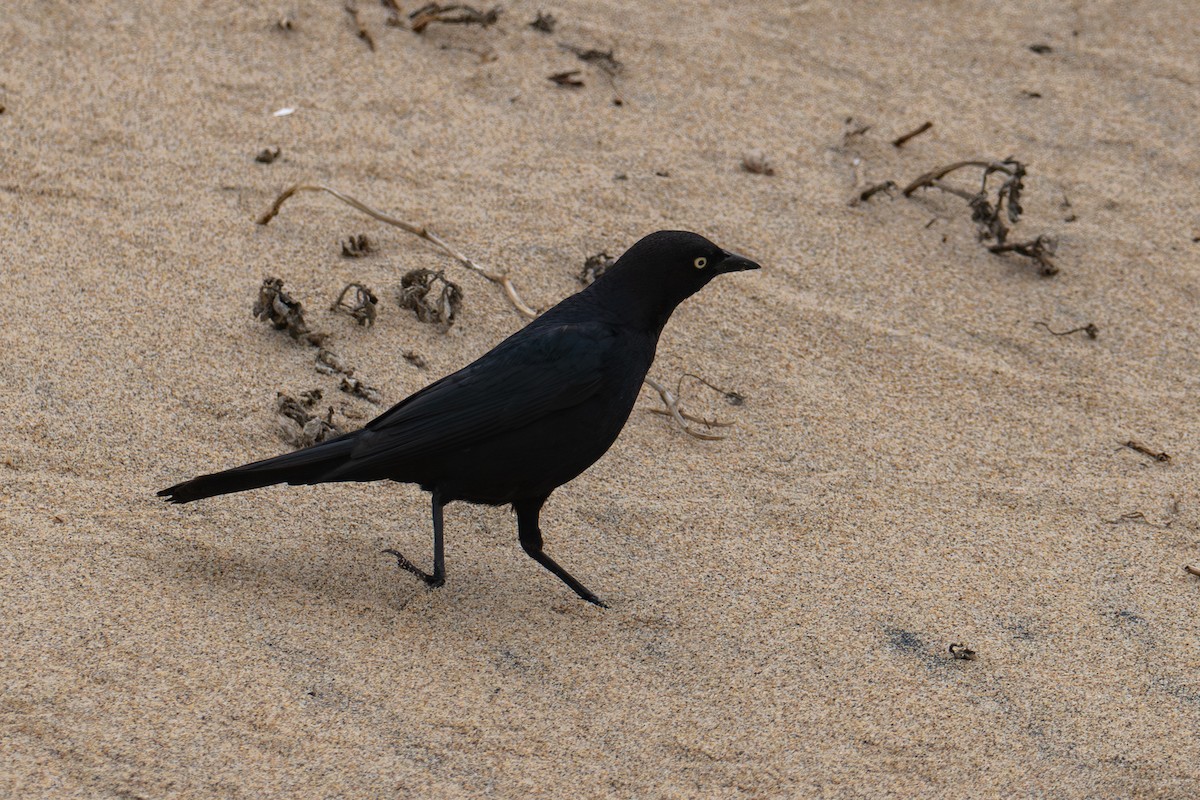 Brewer's Blackbird - ML620627749