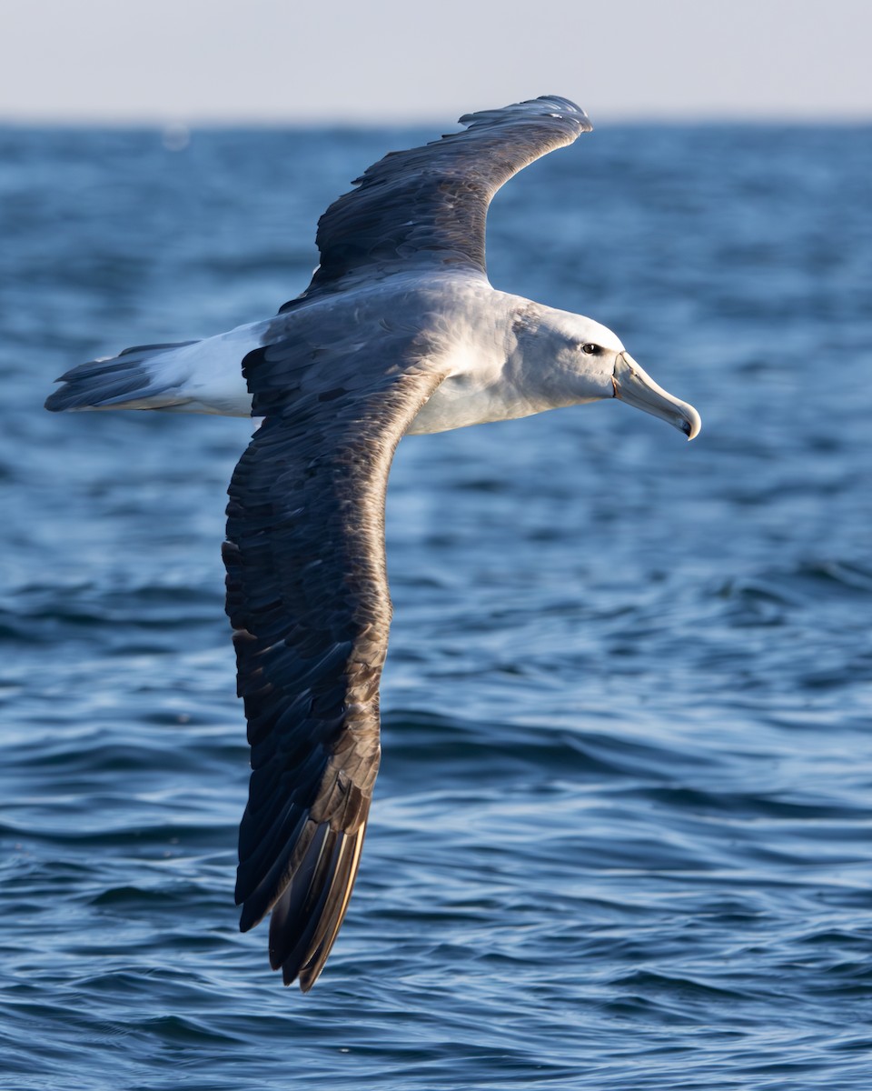 albatros snarský - ML620627751