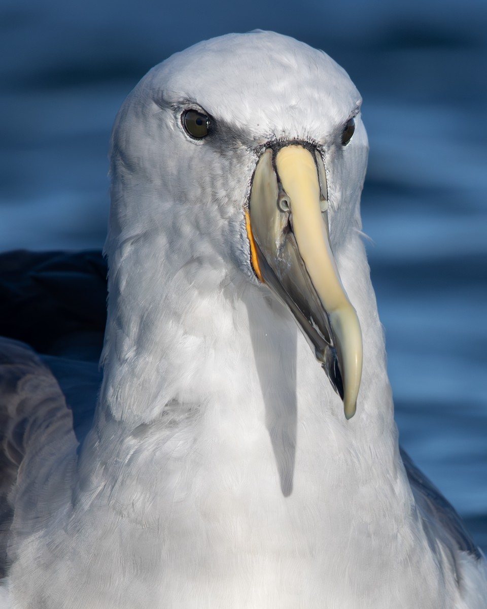 albatros snarský - ML620627752