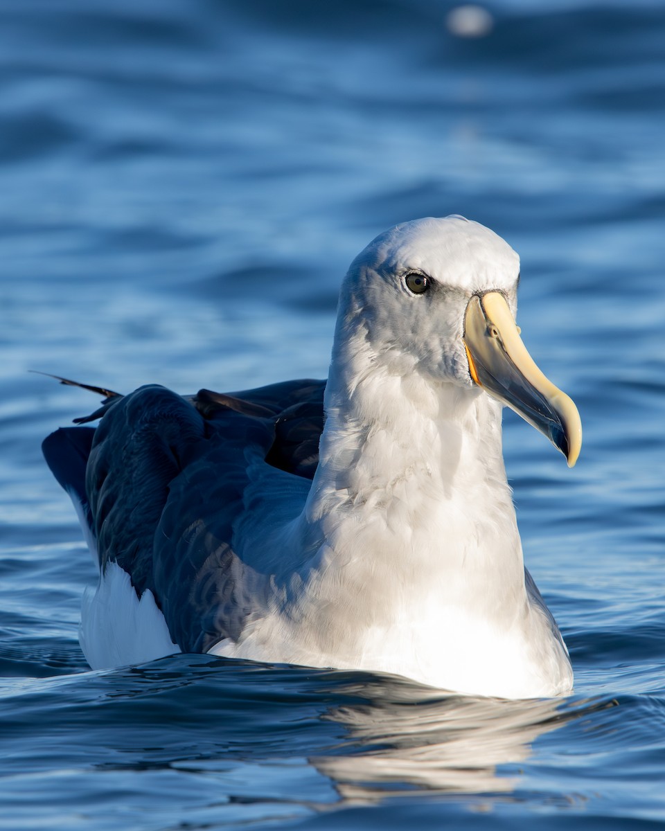 Albatros de Salvin - ML620627753