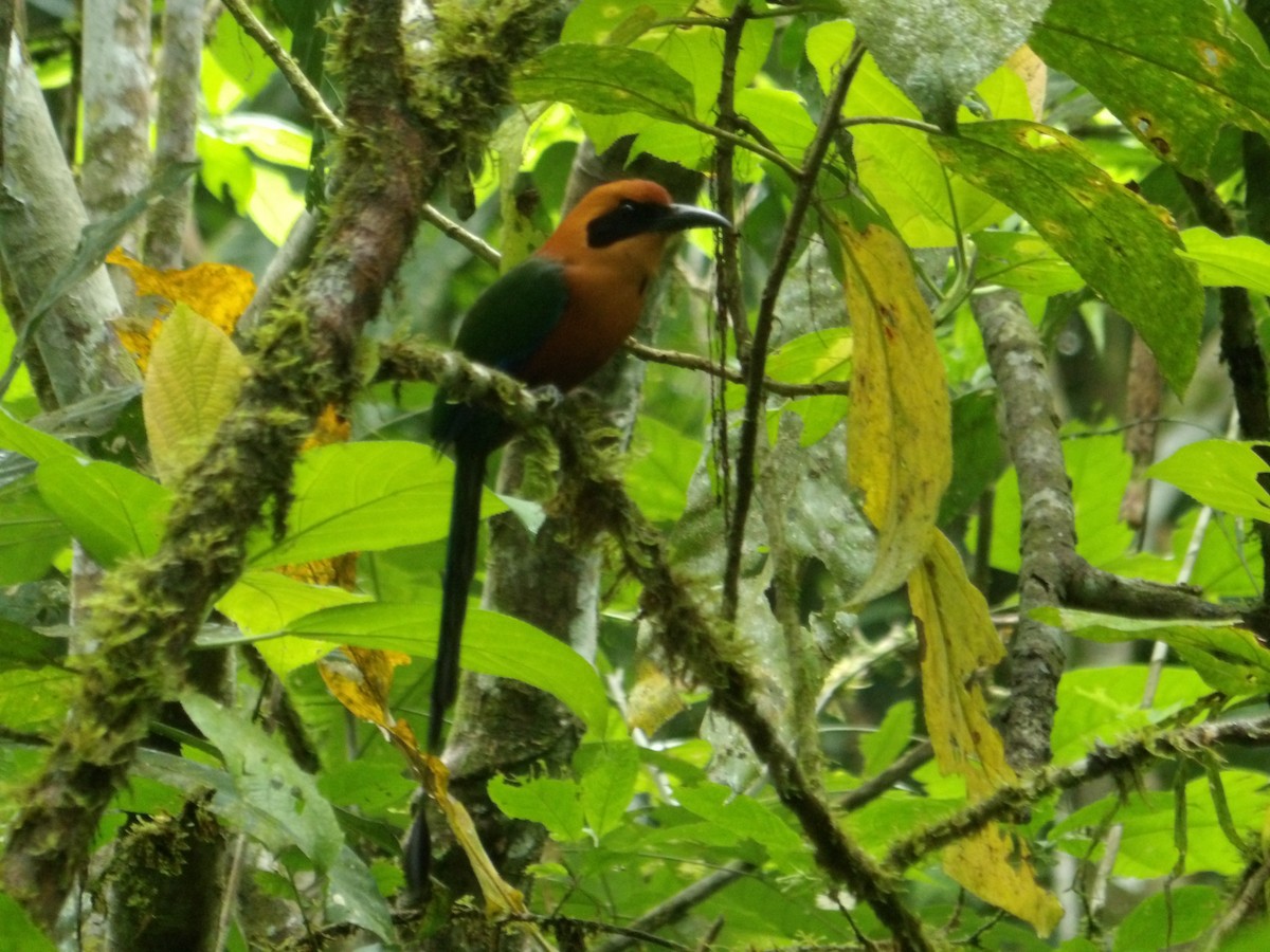 Rufous Motmot - ML620627755