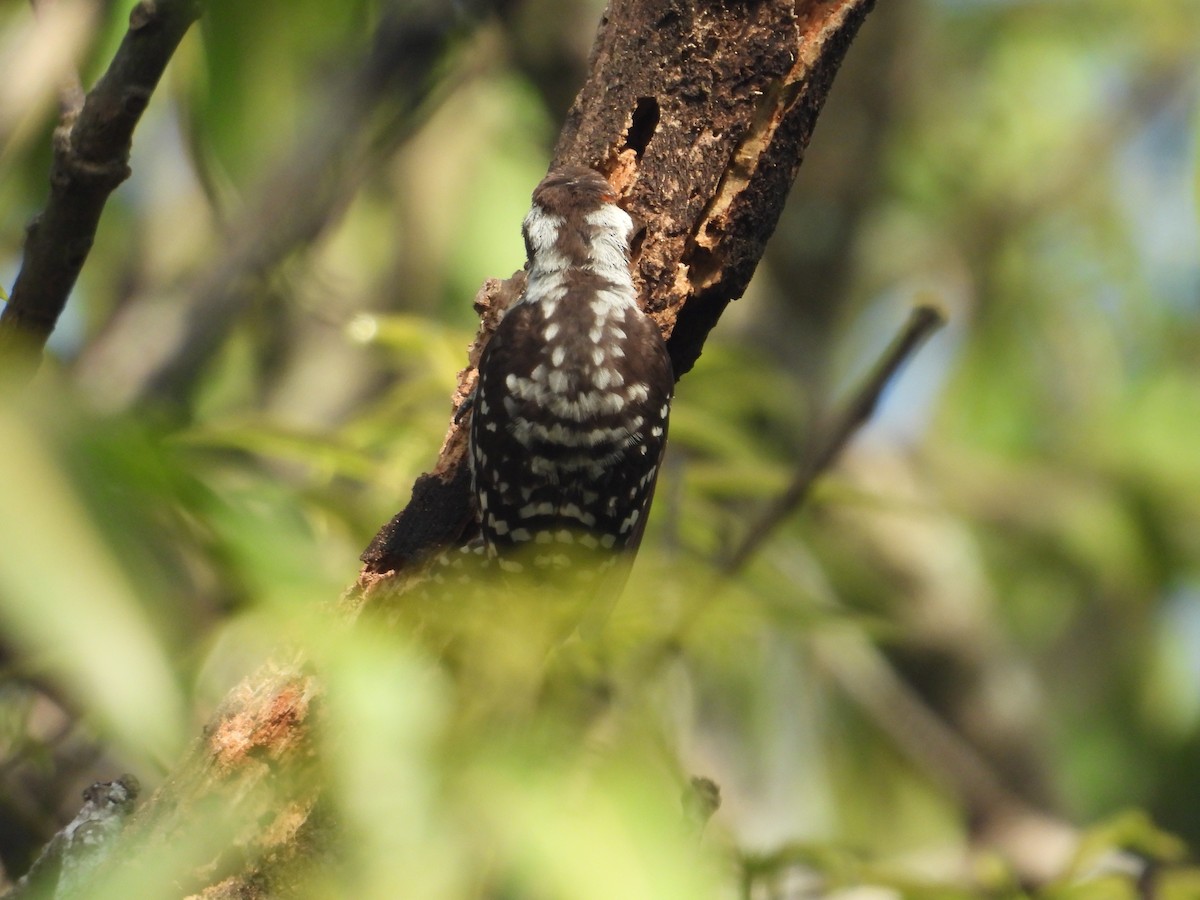 Brown-capped Pygmy Woodpecker - ML620627756