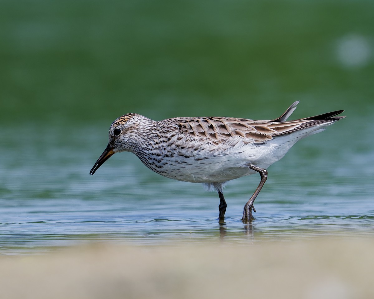 White-rumped Sandpiper - ML620627758