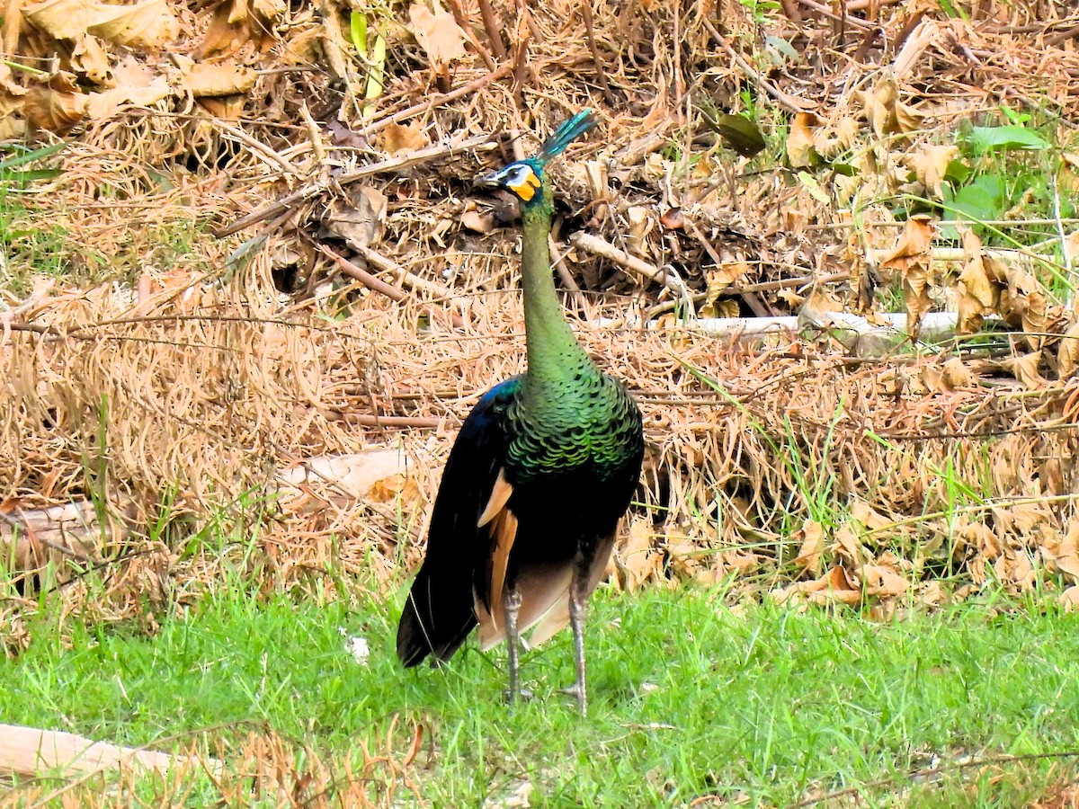 Green Peafowl - Tuck Hong Tang