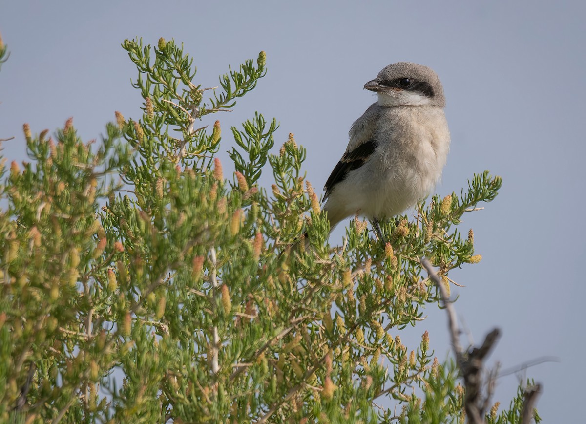 Pie-grièche migratrice - ML620627761