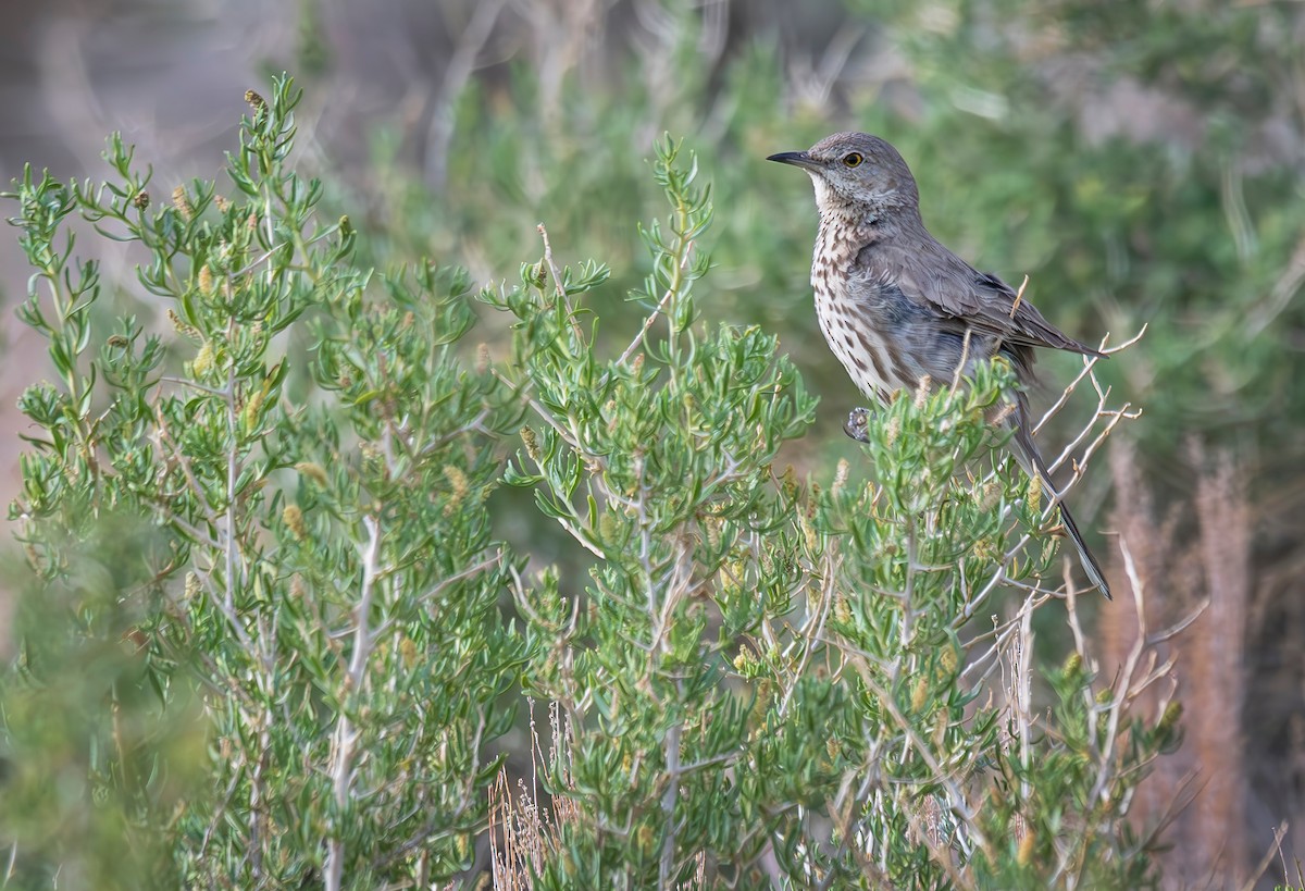 Sage Thrasher - ML620627762