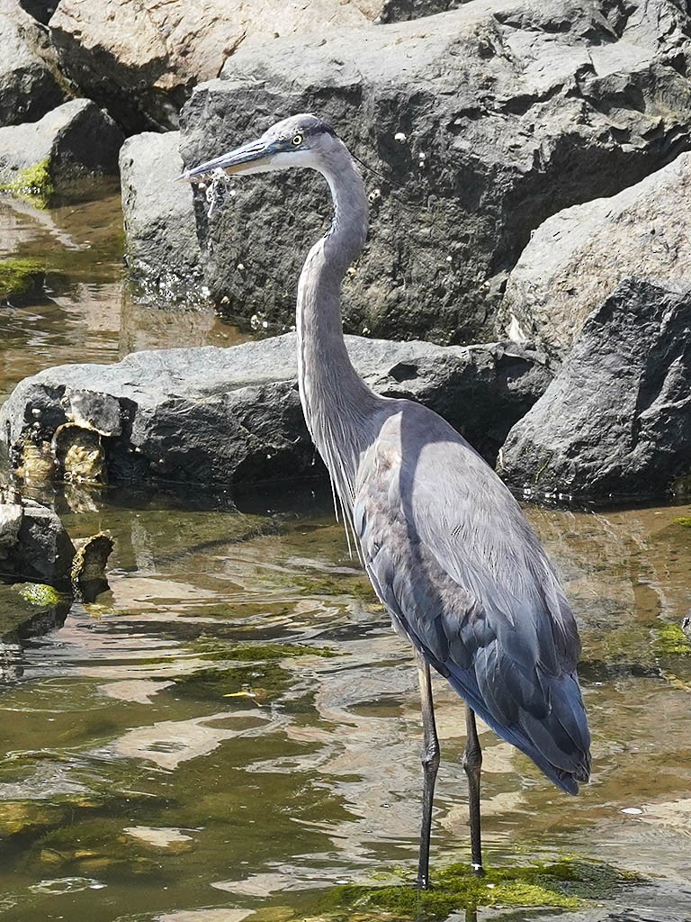 Great Blue Heron - Tom Haglund