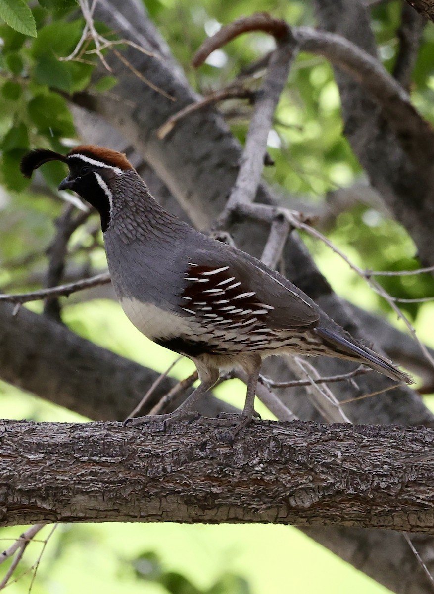 Gambel's Quail - ML620627764