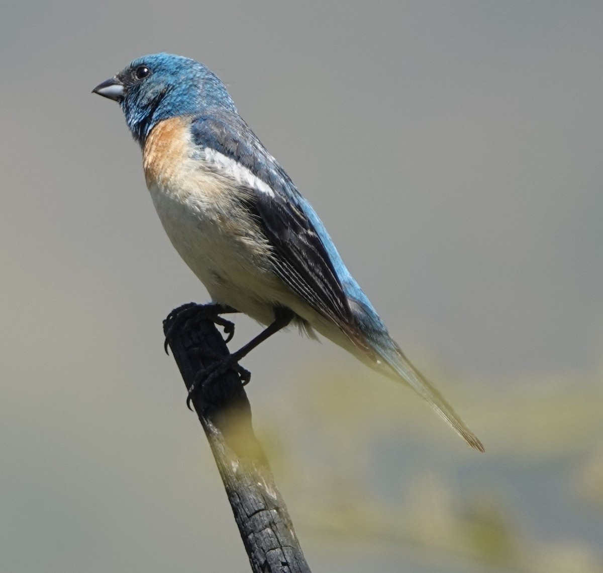 Lazuli Bunting - ML620627765