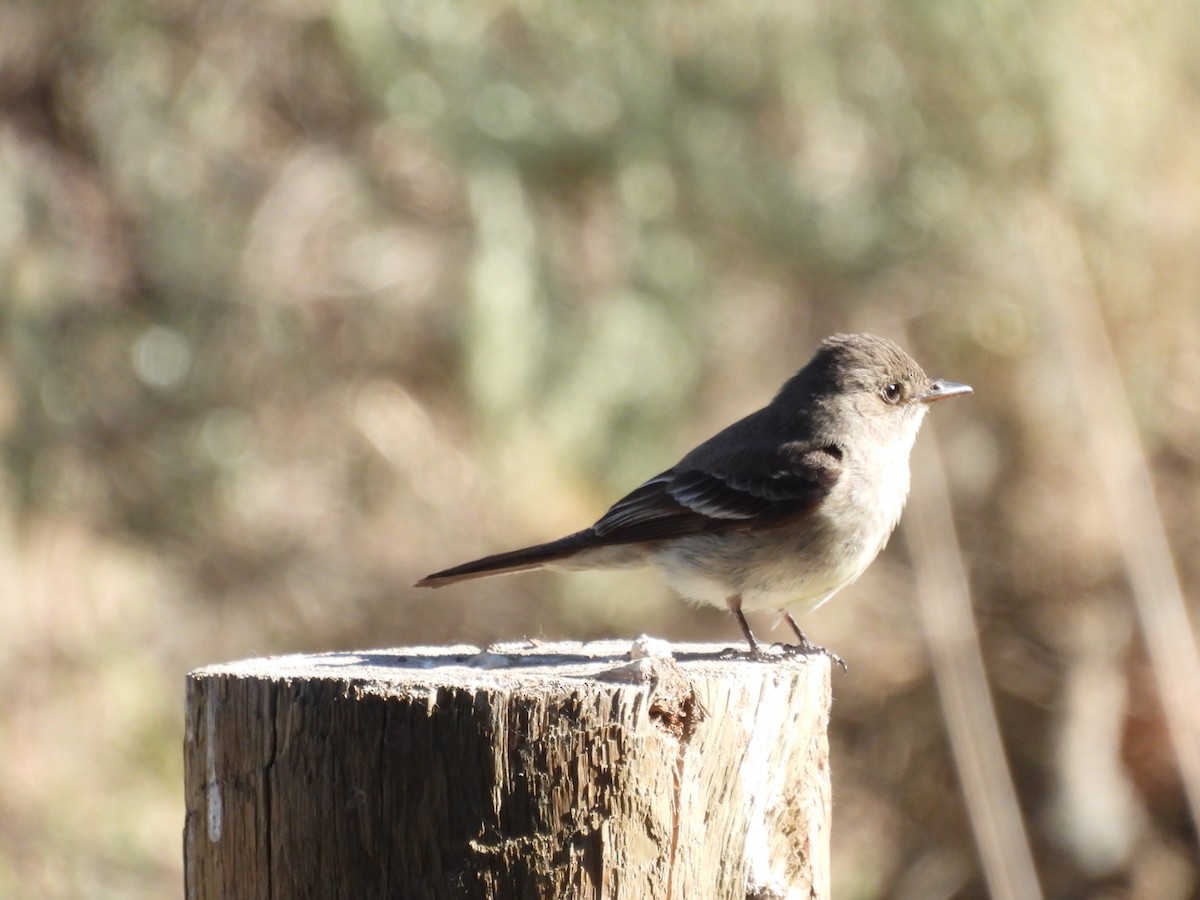 Western Wood-Pewee - ML620627766