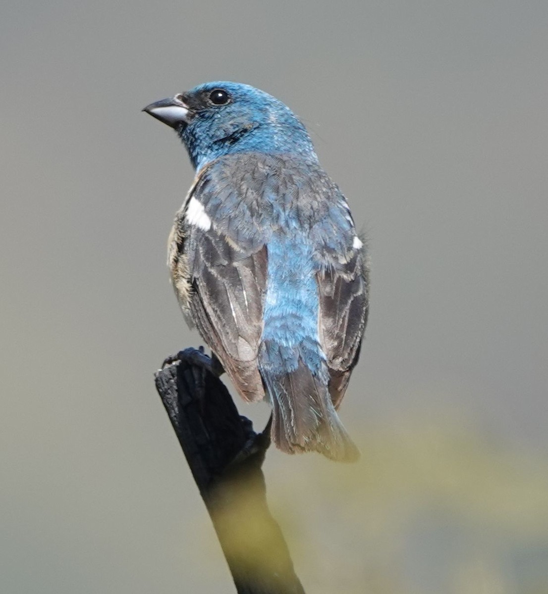 Lazuli Bunting - ML620627767